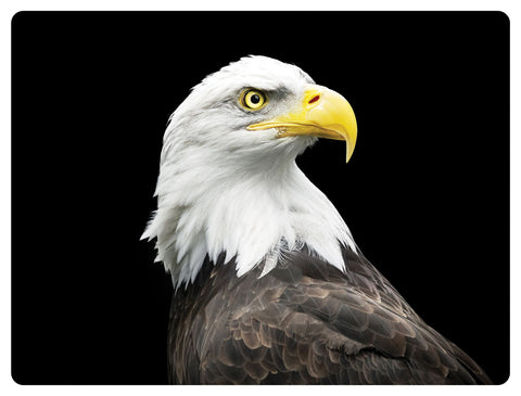 Bald Eagle HD Acrylic Print