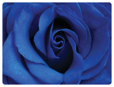 Blue Rose HD Acrylic Print