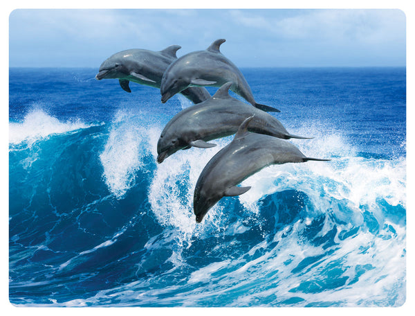 Dolphins HD Acrylic Print