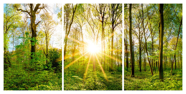 Spring Forest 3 Panel HD Acrylic Print