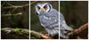 Owl 3 Panel HD Acrylic Print