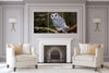 Owl 3 Panel HD Acrylic Print