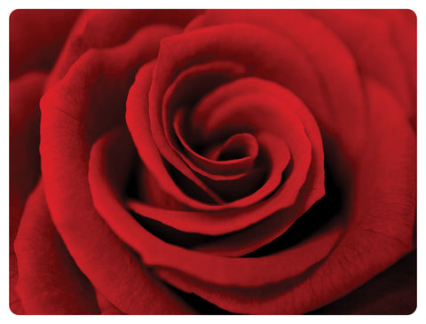Red Rose HD Acrylic Print
