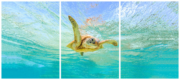 Sea Turtle 3 Panel HD Acrylic Print