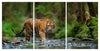 Tiger 3 Panel HD Acrylic Print